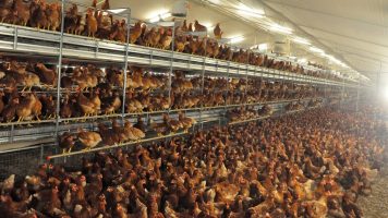 La plataforma contra la macrogranja de gallinas de San Clemente exige que se le aplique la moratoria por su plan de bioseguridad impreciso y desactualizado