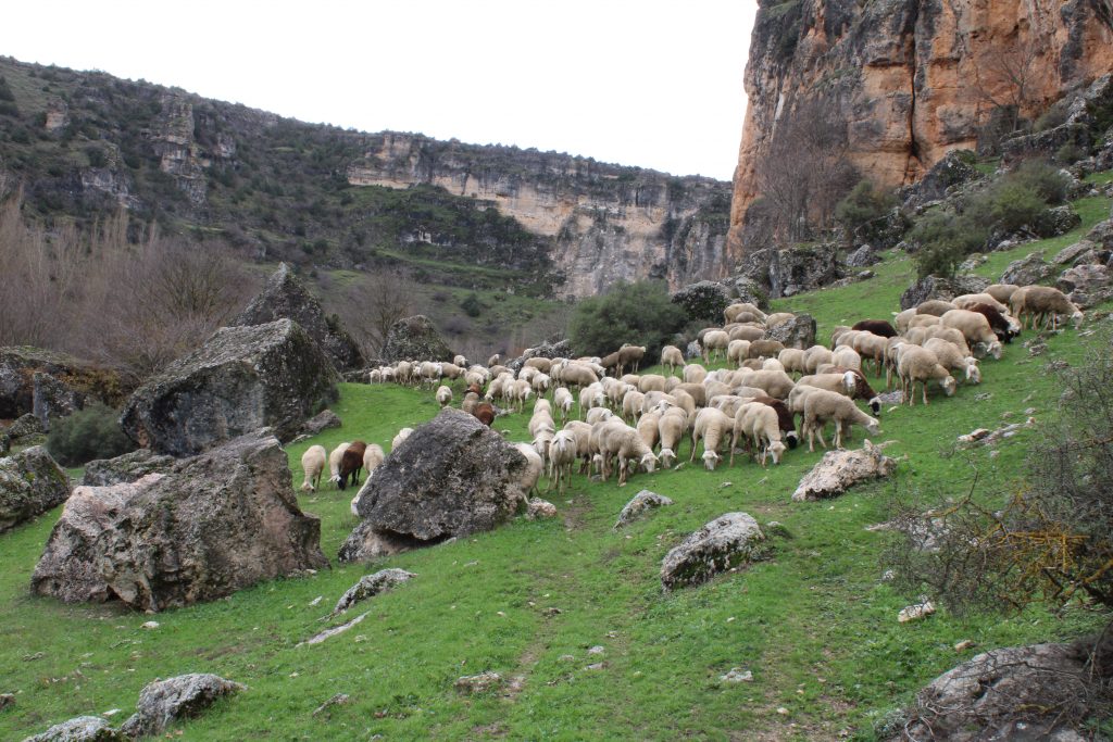 Los dueños del monte. La historia de la ganadería en Olmeda del Rey y Las Valeras